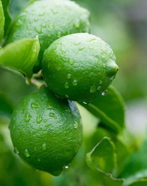 柠檬手机壁纸图片大全,柠檬高清壁纸4k全屏