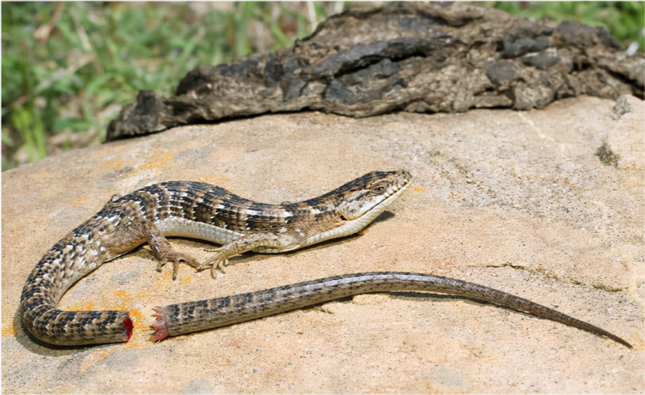 家里进了壁虎可以不理吗,家有壁虎需要留住吗