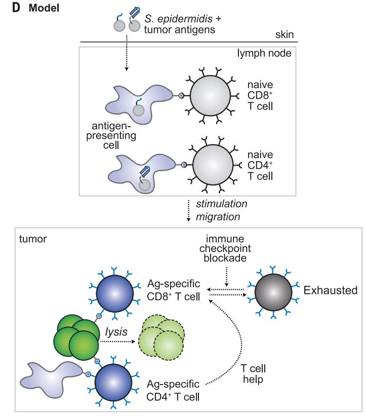 癌症免疫疗法pd-1,pd-1抑制剂治疗癌症