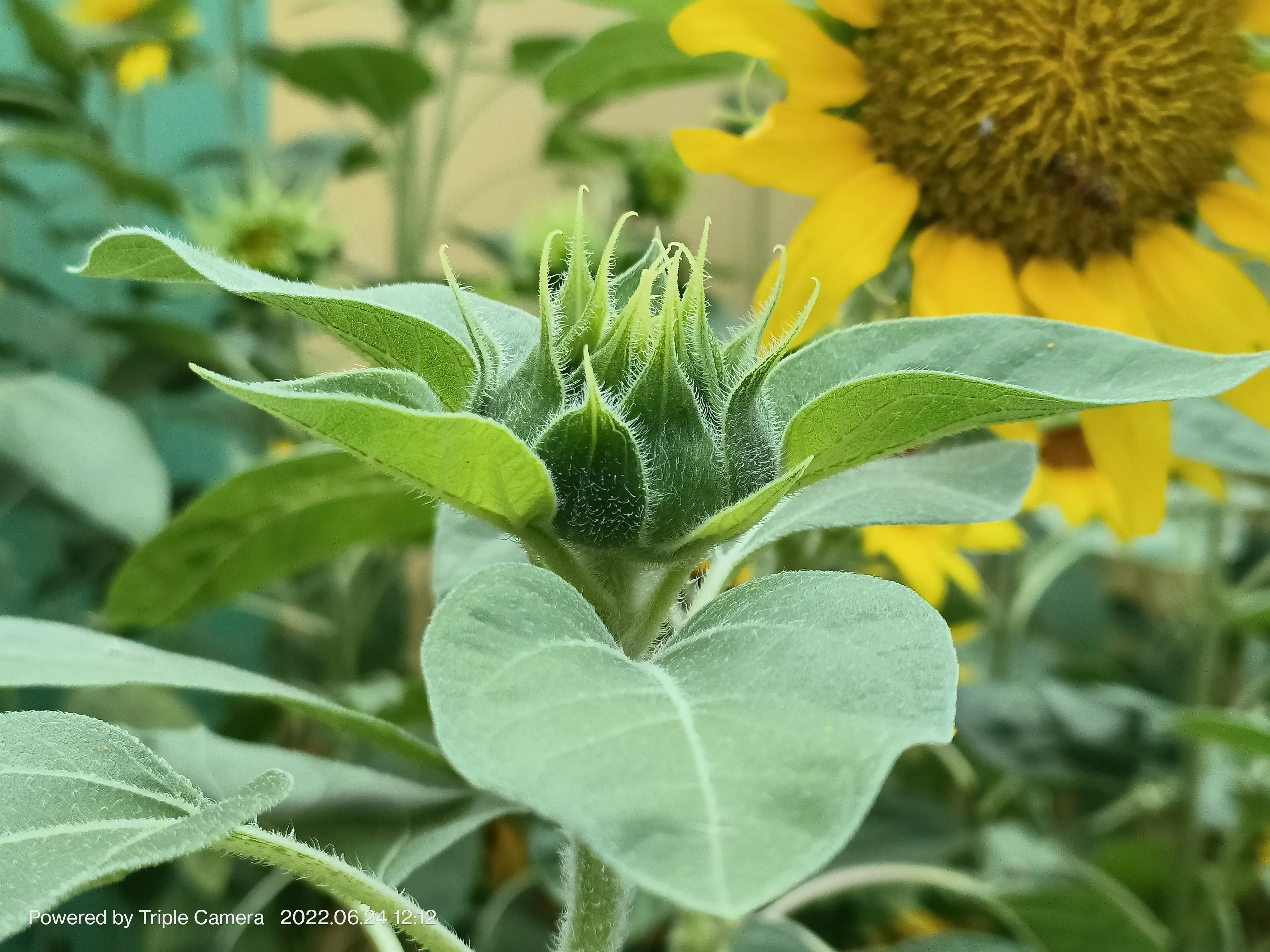 幼儿园门口班牌向日葵吊饰,学校门口的向日葵