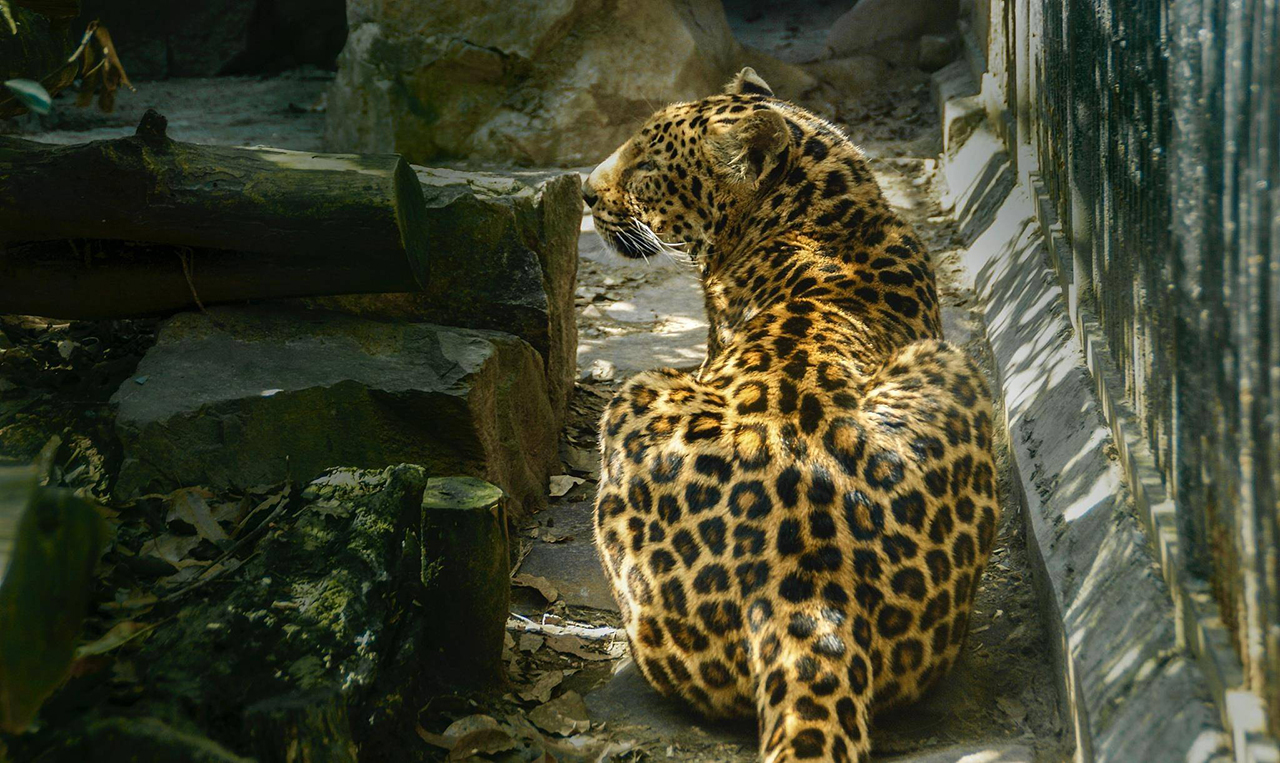 湖北发现豹子,湖北恩施发现野生豹