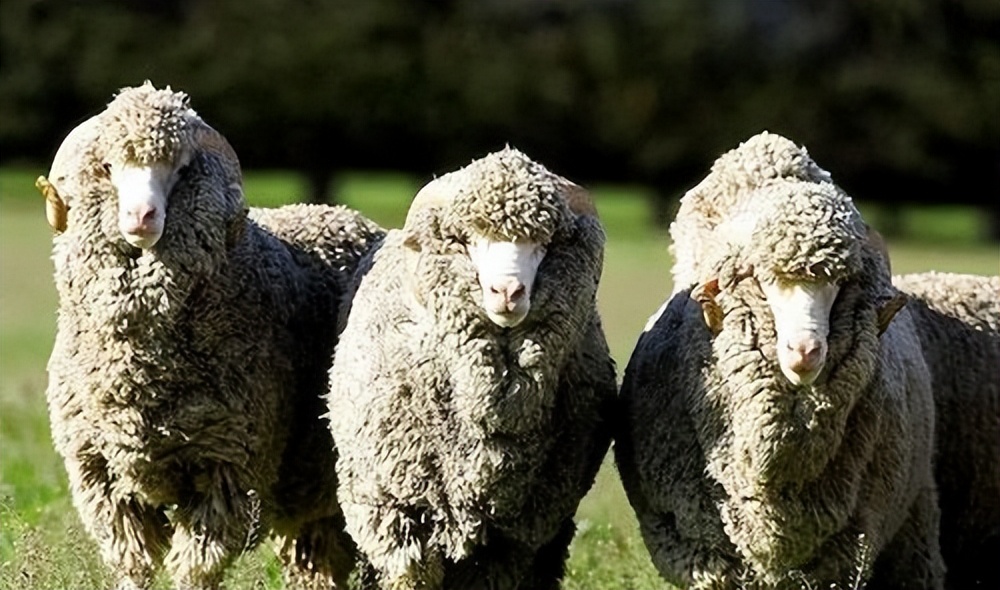 英国议会批准和实施法律的权利,英国议会颁布的法令