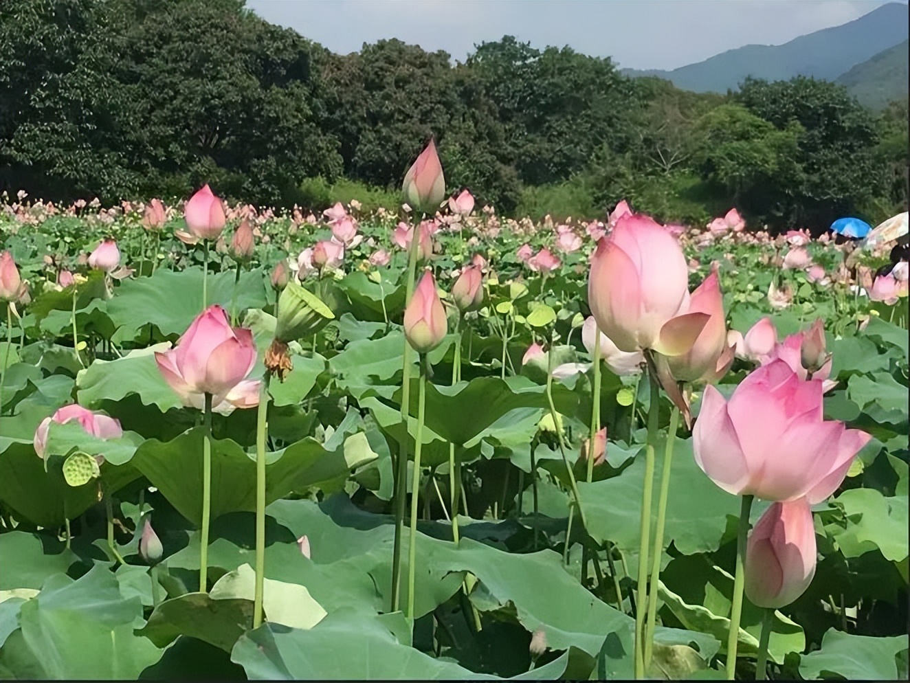 广州摘荔枝一日游最佳路线,从化自驾游荔枝采摘园