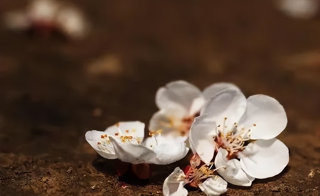 到底是糊涂还是迷途,到底什么是糊涂