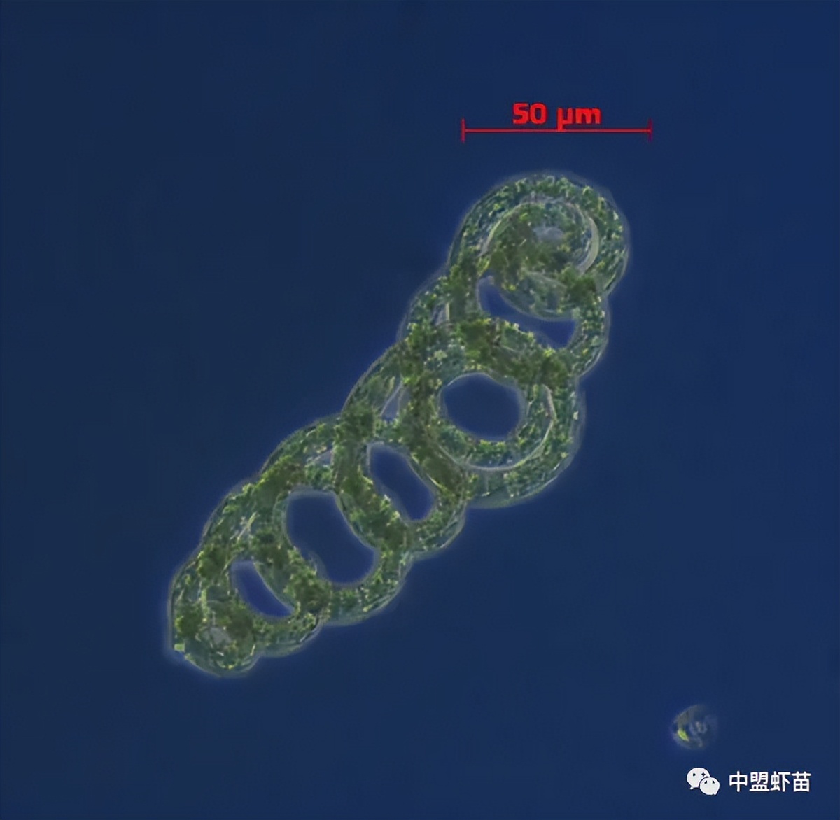 什么是螺旋藻？虾池添加螺旋藻的好处有哪些？养殖高手跟你揭露！