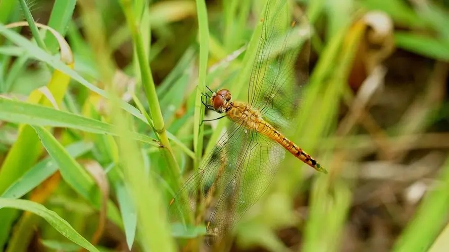 蜻蜓为什么只在夏天出现呢,很多蜻蜓聚集在一处是什么原因