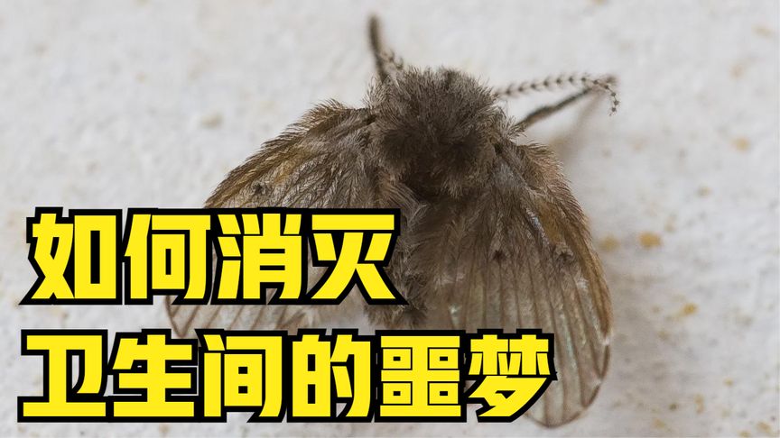 卫生间的小虫子有哪些危害,卫生间面盆下水道有小虫子怎么办