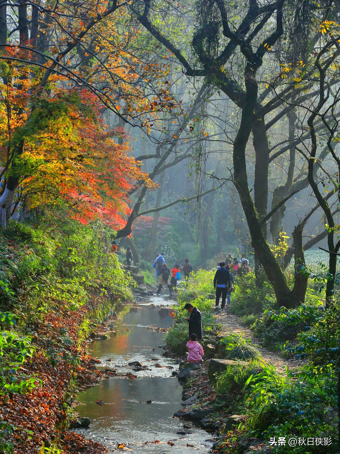 杭州秋天看枫叶最佳地点,杭州进入最佳赏枫季