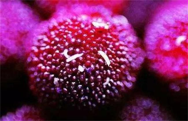 杨梅里究竟有多少寄生虫？吃之前可要注意了！