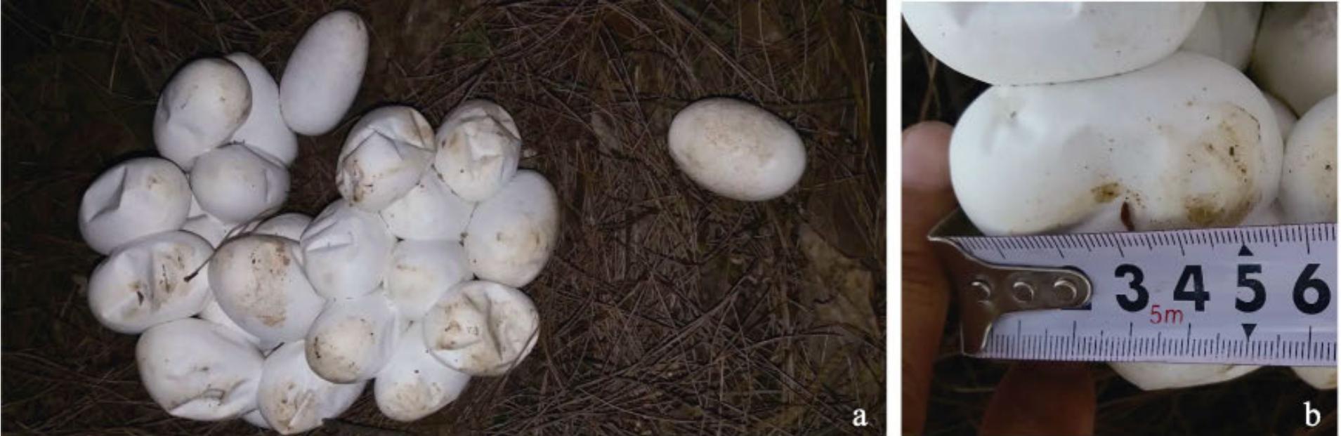 中国几百条的蛇,我国现存莽山烙铁头蛇数量