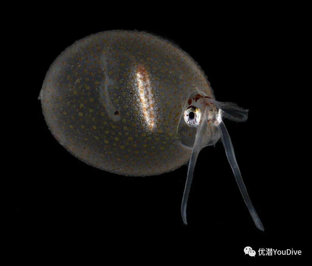 异形怪物万圣节,万圣节之诡异怪谈