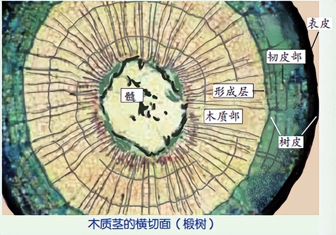 科学知识大全小学生必背,科学知识大全全集