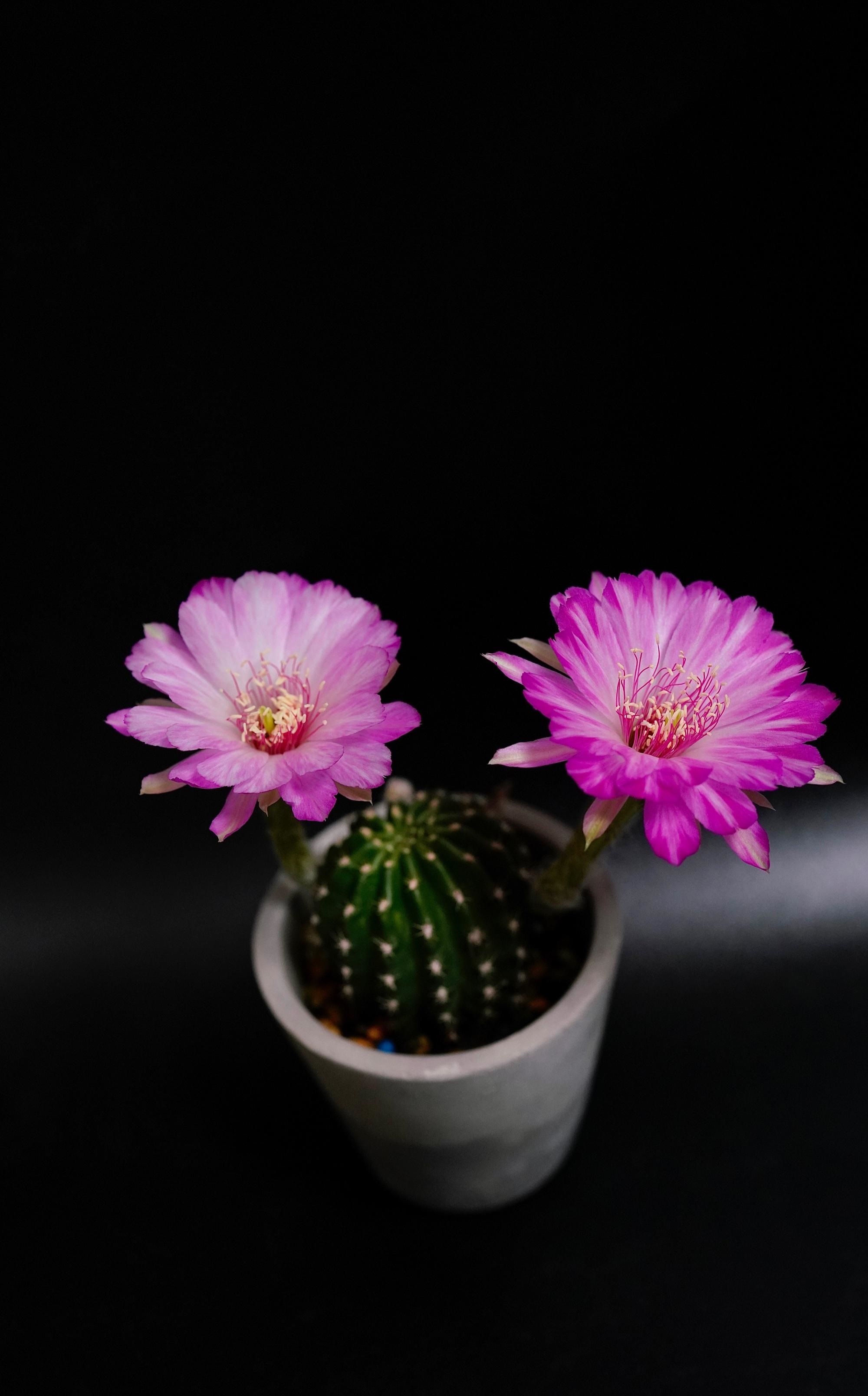 喜欢开花的仙人球有哪些品种,容易开花的仙人球有哪些品种