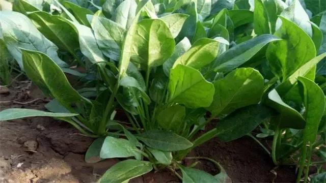 菠菜施肥用什么肥最好,菠菜生长期一般施什么肥
