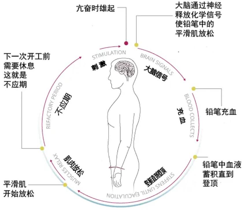 人类的生殖骨为什么退化了,人类没有尾椎骨会怎样