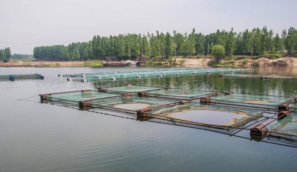 养鱼老板靠什么赚钱,一个养鱼池怎样经营才能挣到钱