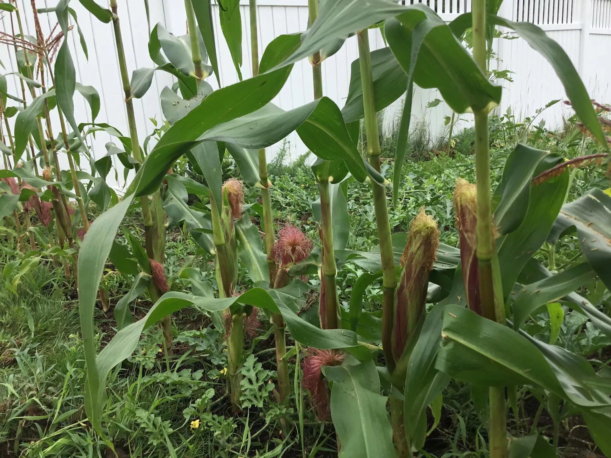 我在美国当道士,我在美国当道士的日子