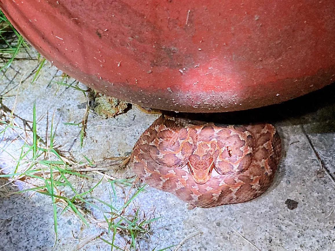 五一出行,这是包邮区城市最容易遇到的毒蛇