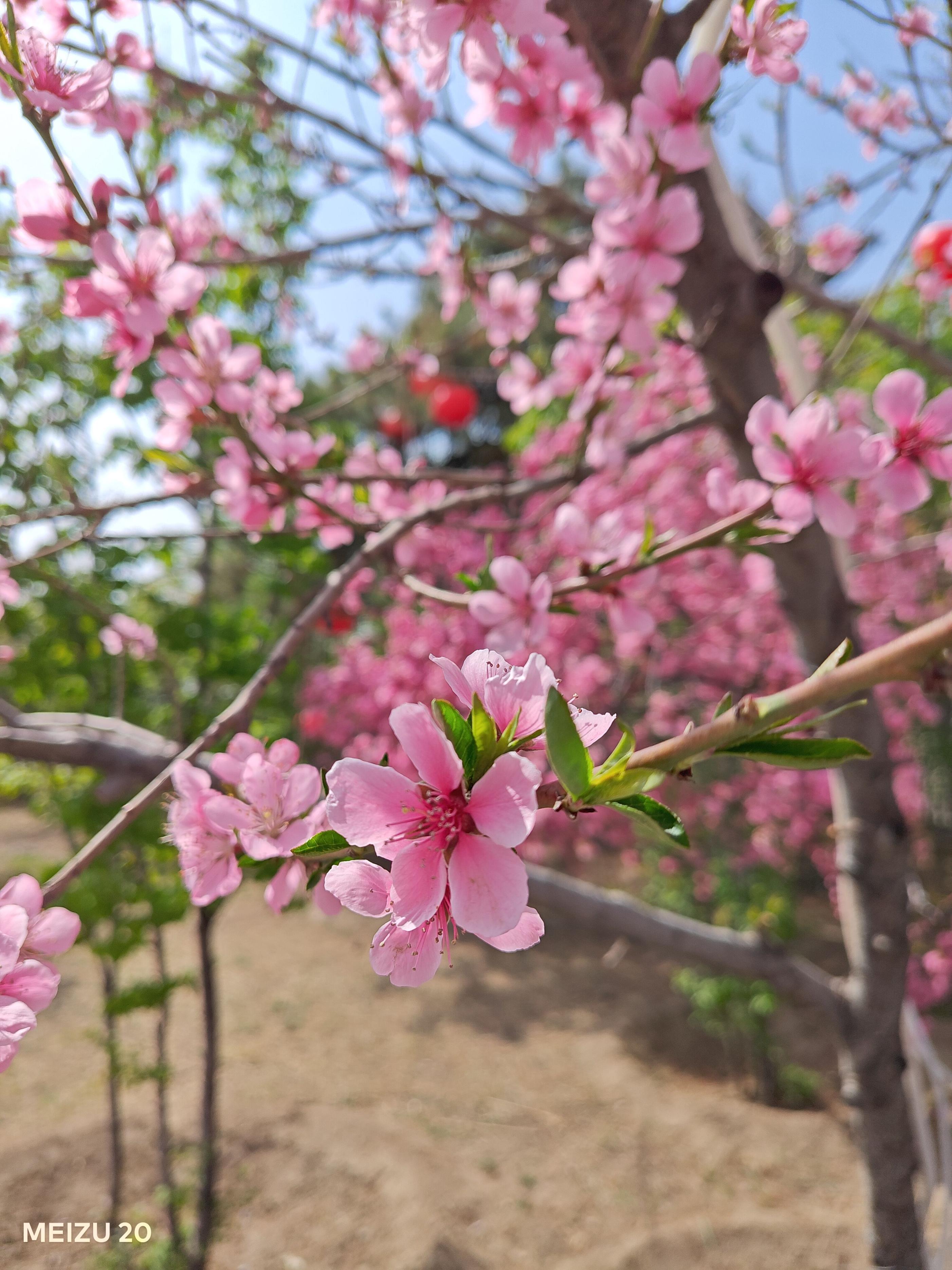 没有短板的手机,没什么短板的手机