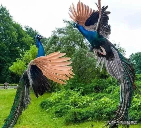 *拍偷**的夫妻生活照，羞羞的