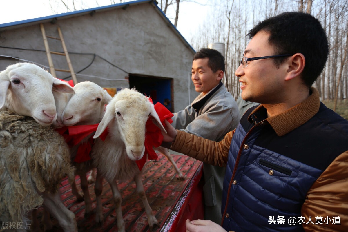 新手搞养殖是养羊还是养牛,养羊和养牛哪个更适合年轻创业