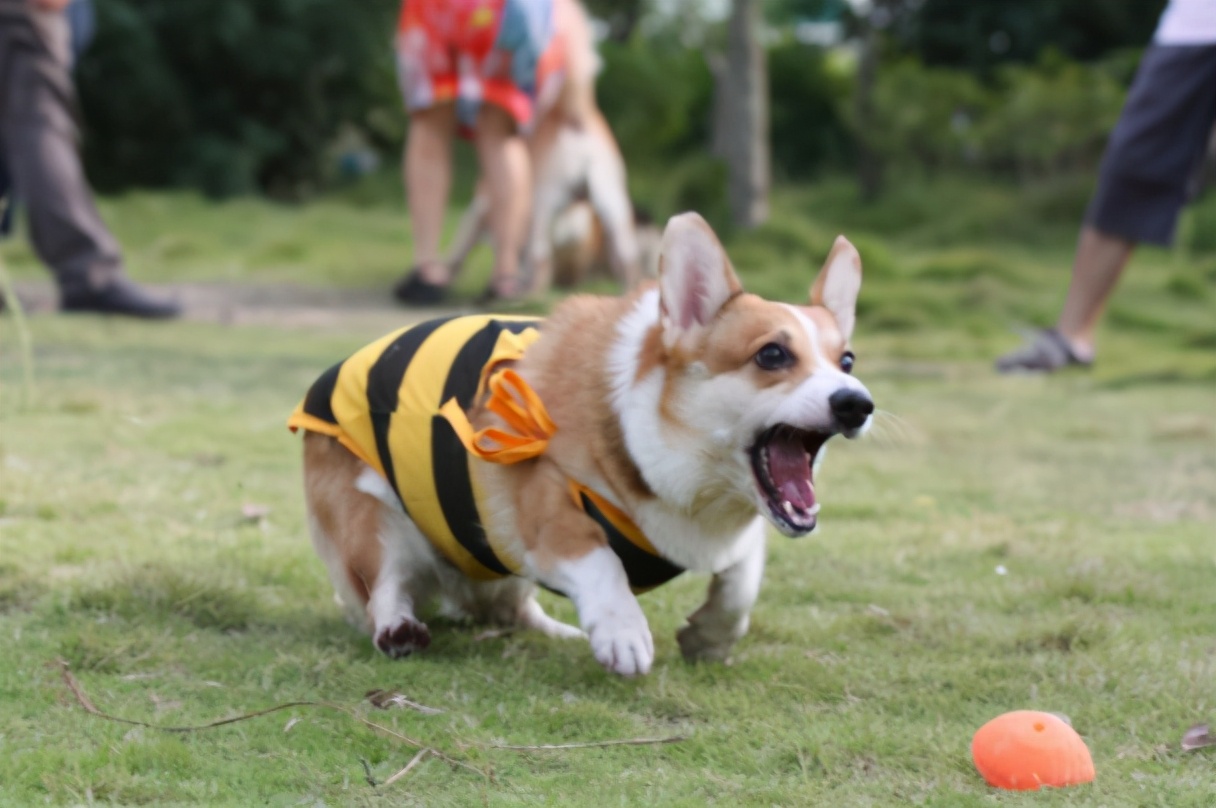 柯基为什么受欢迎,柯基为什么不受欢迎