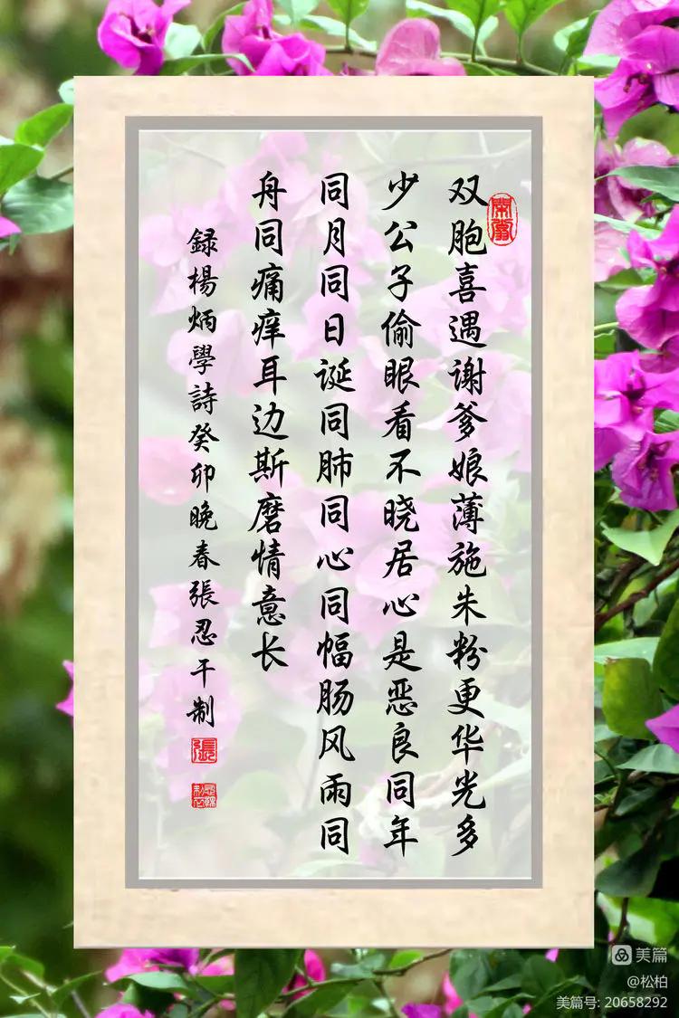 【松柏】（十四）潜情三角梅