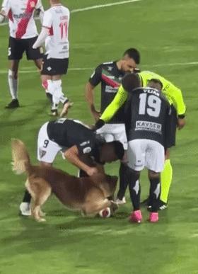 狗冲进足球场挡住一粒进球,小狗进足球场扑球