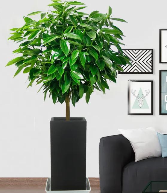 适合养办公桌上的5种盆栽小绿植,什么大盆绿植适合室内养不怕冷