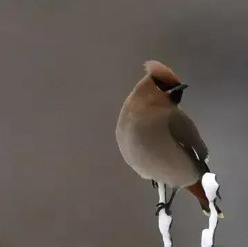 太平鸟图片素材,太平鸟图片大鸟