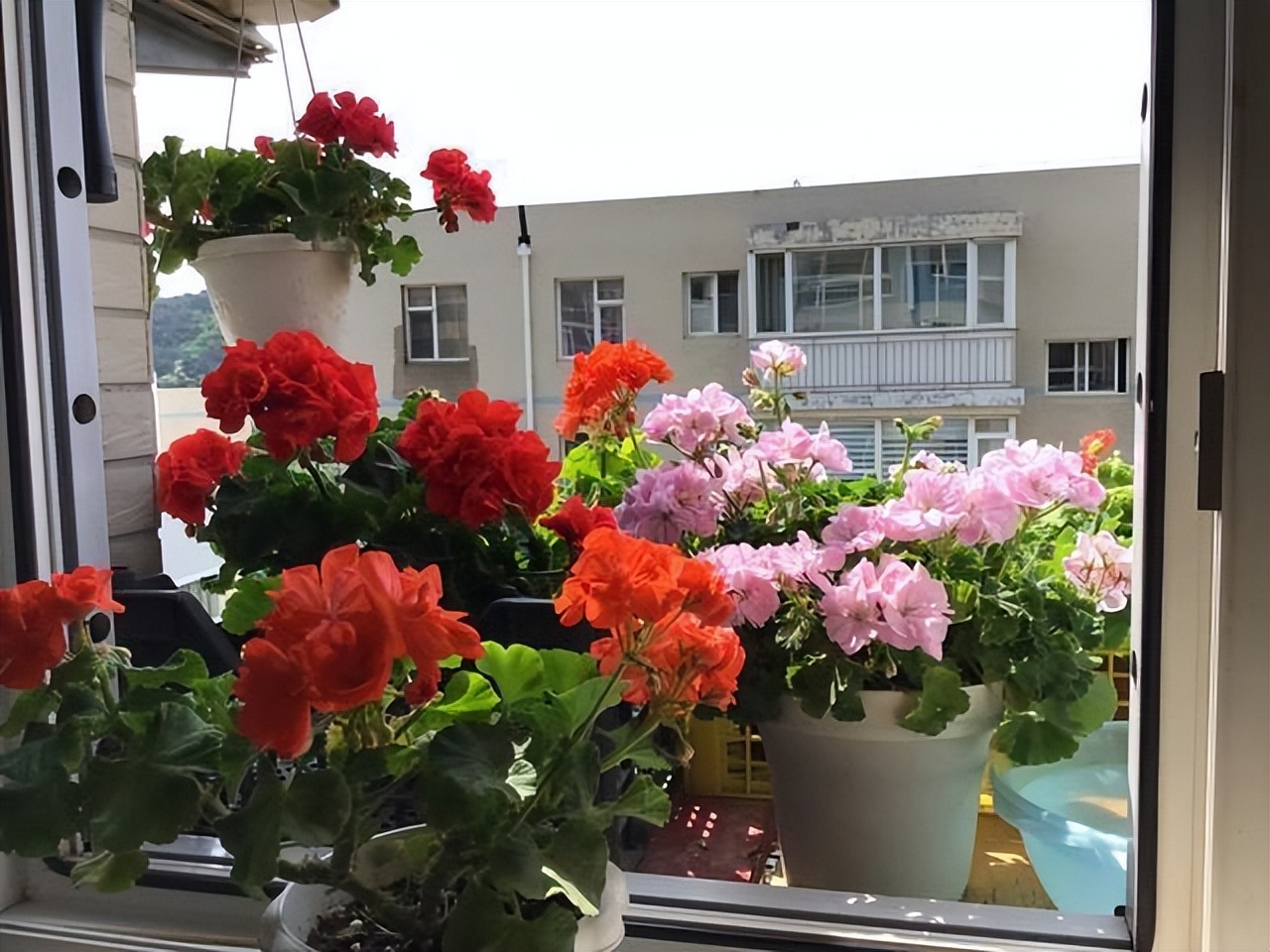 哪些室内花花期长又好养,室内养太多花好吗