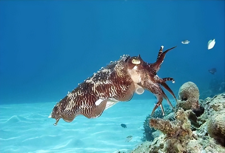 四维生物真实存在吗,四维生物空间的危害
