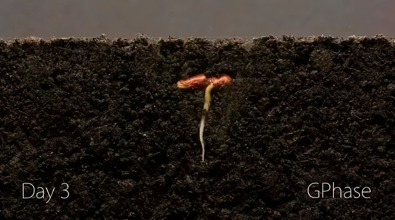 一粒种子发芽生长过程记录50字,用42天记录1粒种子萌芽全过程