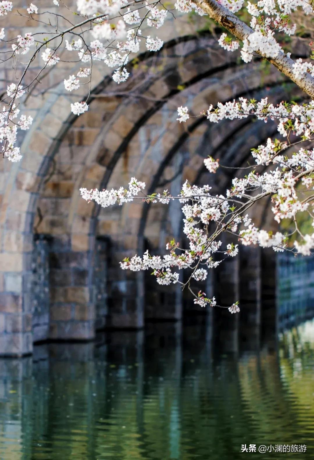 上海市八大免费赏樱地，去过一次的人，基本会再去第二次