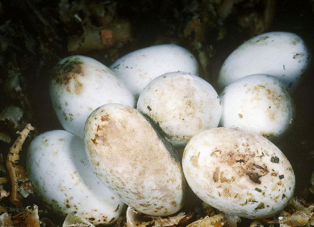 银环蛇是中国最毒的毒蛇吗,十堰发现白头蝰蛇