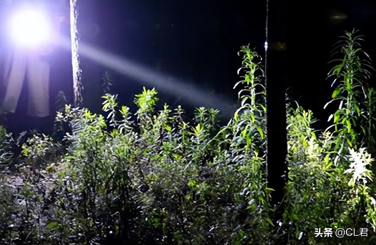 冬天知了猴多少钱一斤,知了猴多少元1斤