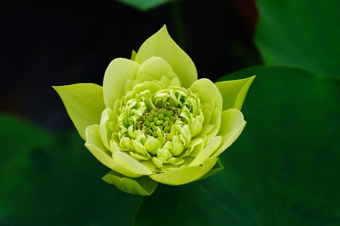 绝美的荷花品种大全图集,超好看荷花品种大型荷花