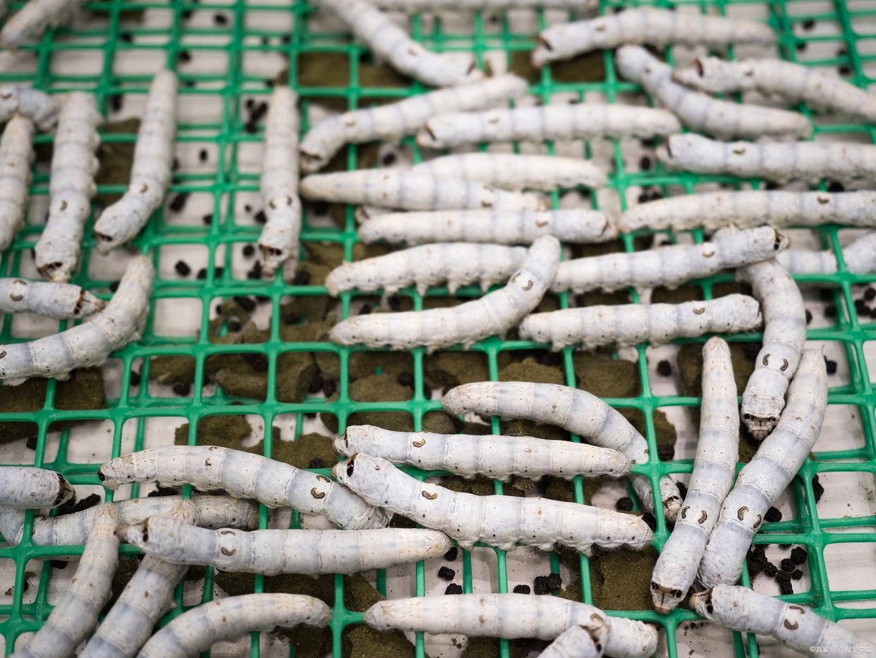 蚕不肯结茧怎么办,蚕不想吃了要怎么补救