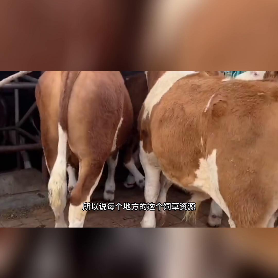 喂育肥牛配浓缩饲料1:2好还是1:3好,育肥牛后期自配料比例怎样配