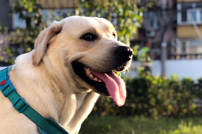 小拉布拉多身上有皮屑,拉布拉多身上都会有虫子的吗