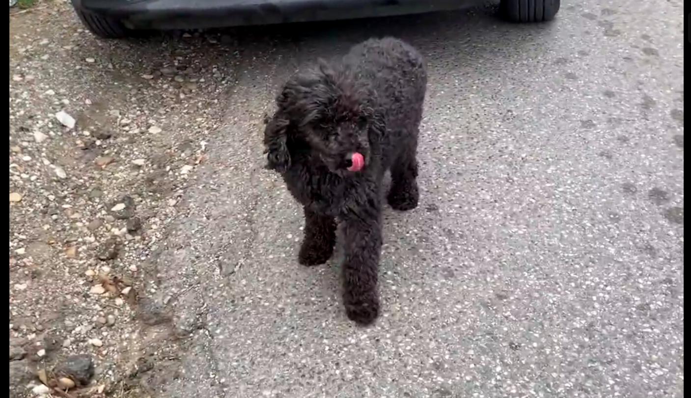 泰迪在路上求救,泰迪从车上掉下来追着主人