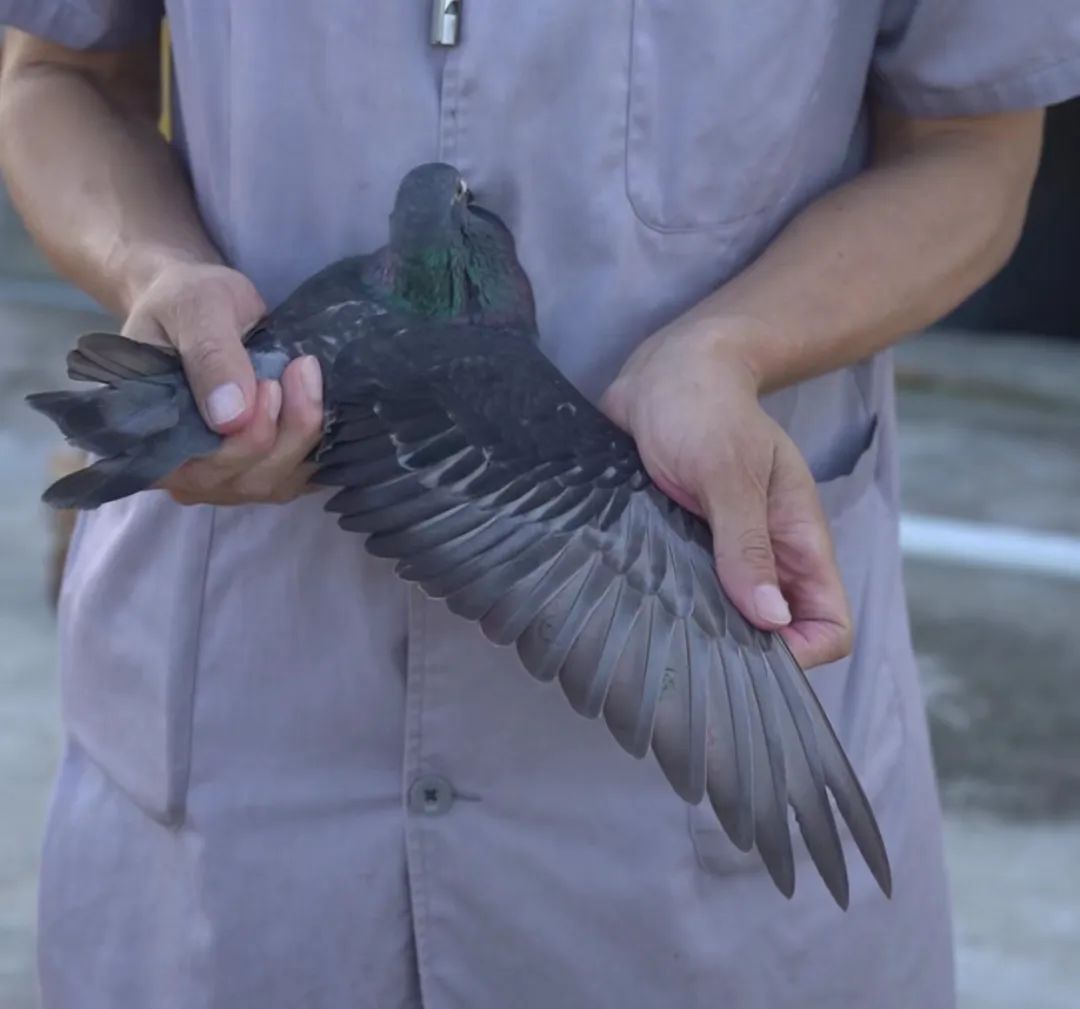 陋棚一样可以飞出“飞龙荣耀杯”13760羽总冠军，王志杭夺得亚军