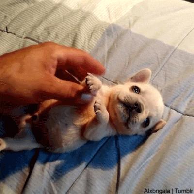 养狗四个建议延长狗狗寿命,狗的寿命比人短千万不要养狗