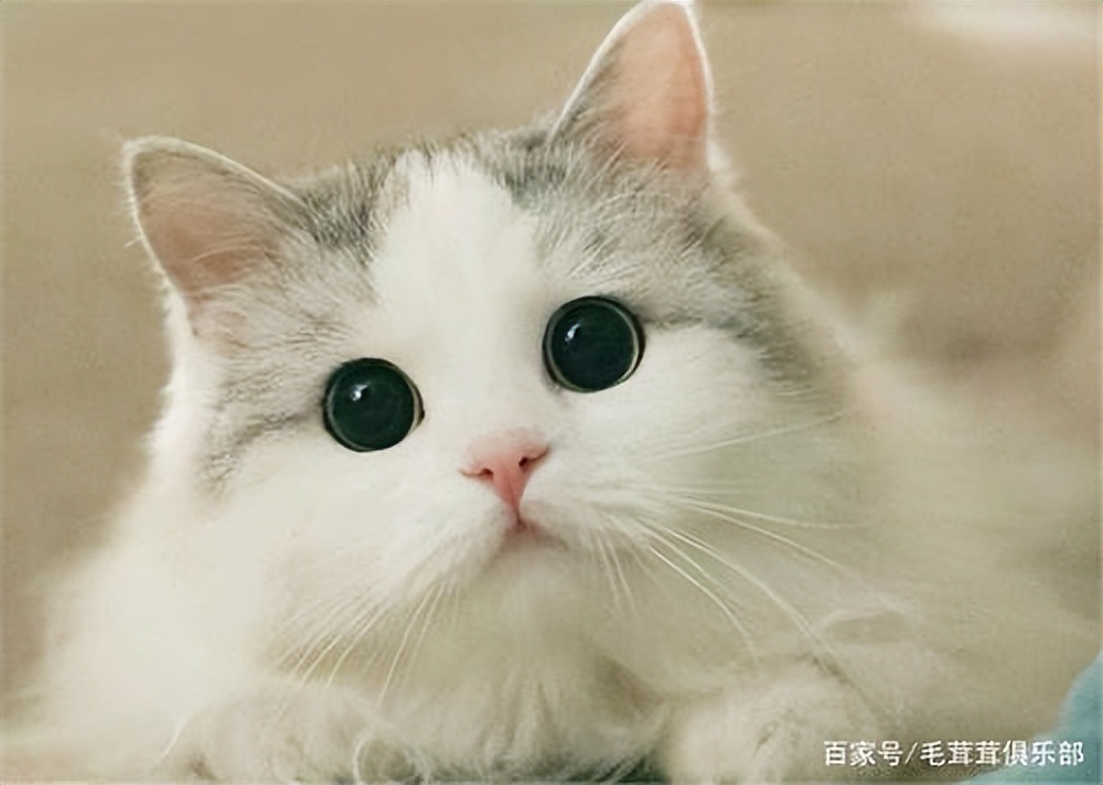 猫咪心跳一分钟多少算正常,猫咪日常眼睛护理