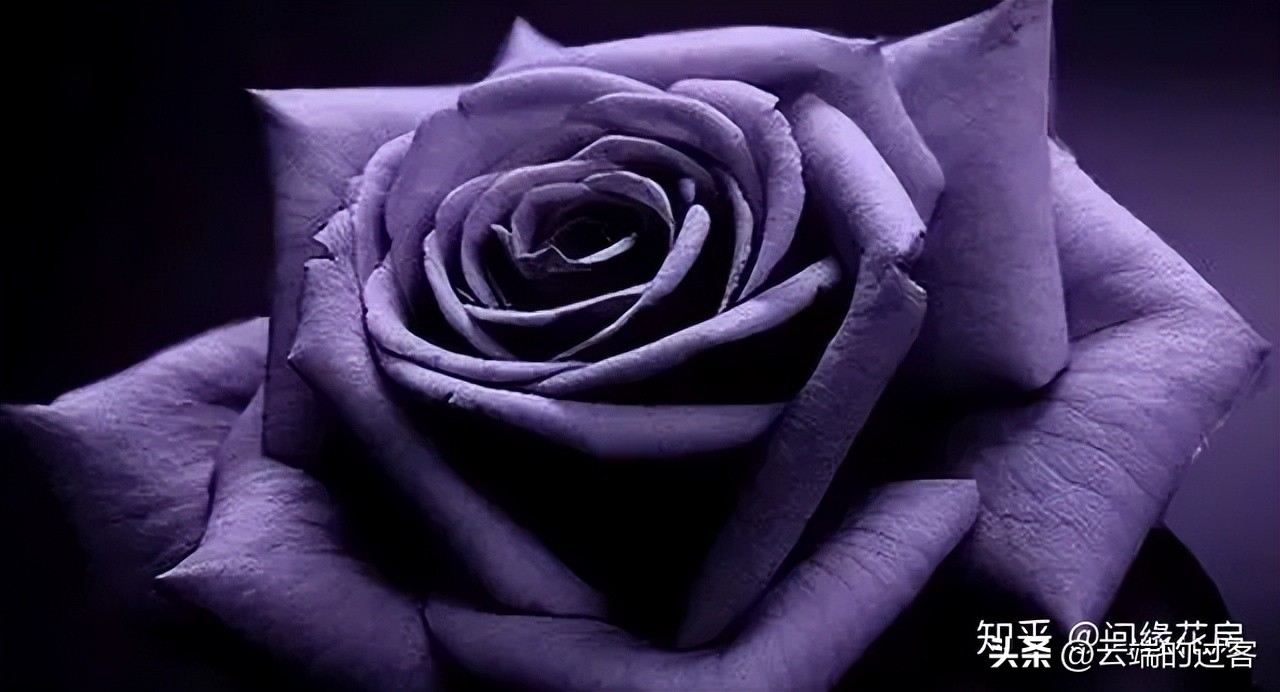 1到99朵玫瑰的含义图片,1到99朵玫瑰花语是什么