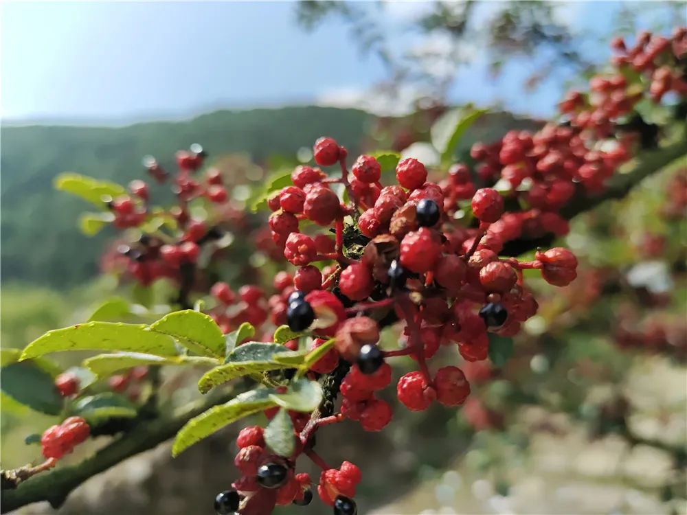 四川雅安糖心苹果自然采摘,雅安苹果采摘