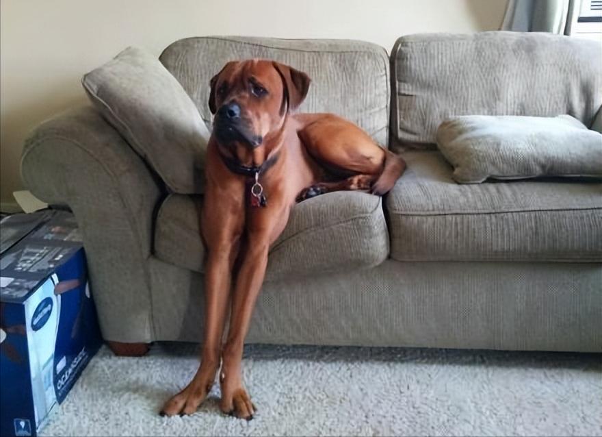 如何应对很凶的狗,遇到凶狗的正确方法