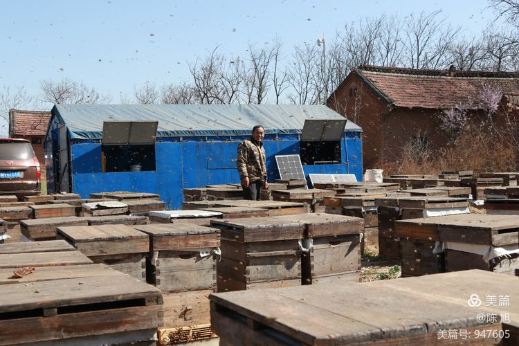 渑池孟村：油菜花儿香，蜜蜂采蜜忙
