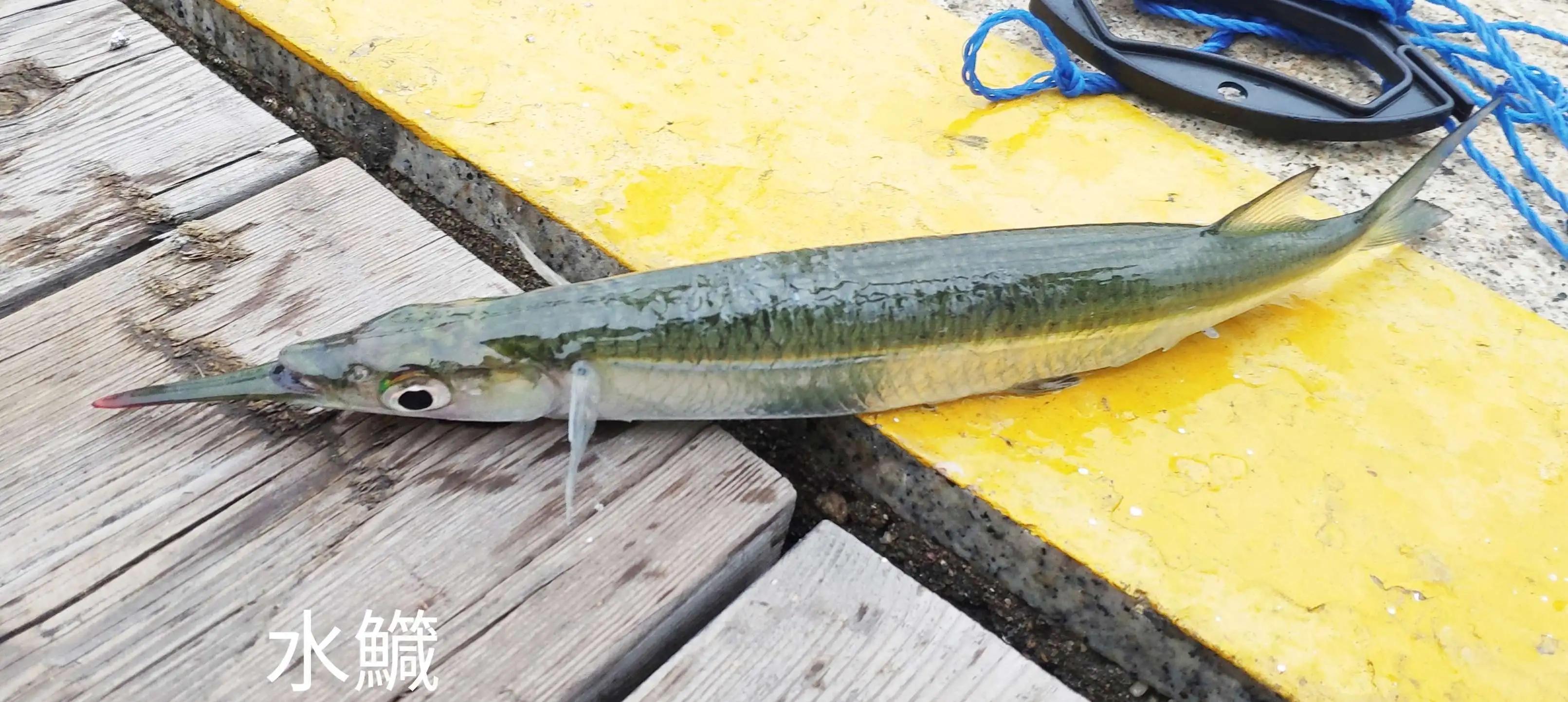 20种常见海鱼,十大常见野生海鱼