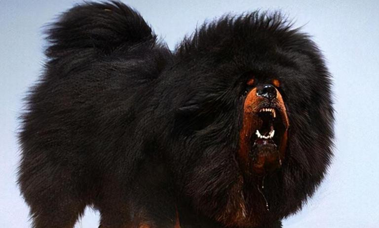 12星座各自都配什么狗狗,什么星座适合养什么狗狗